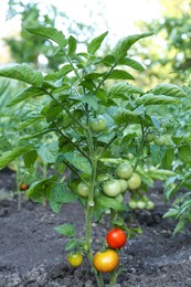 Fresh young tomato plant growing in ground outdoors. Gardening season