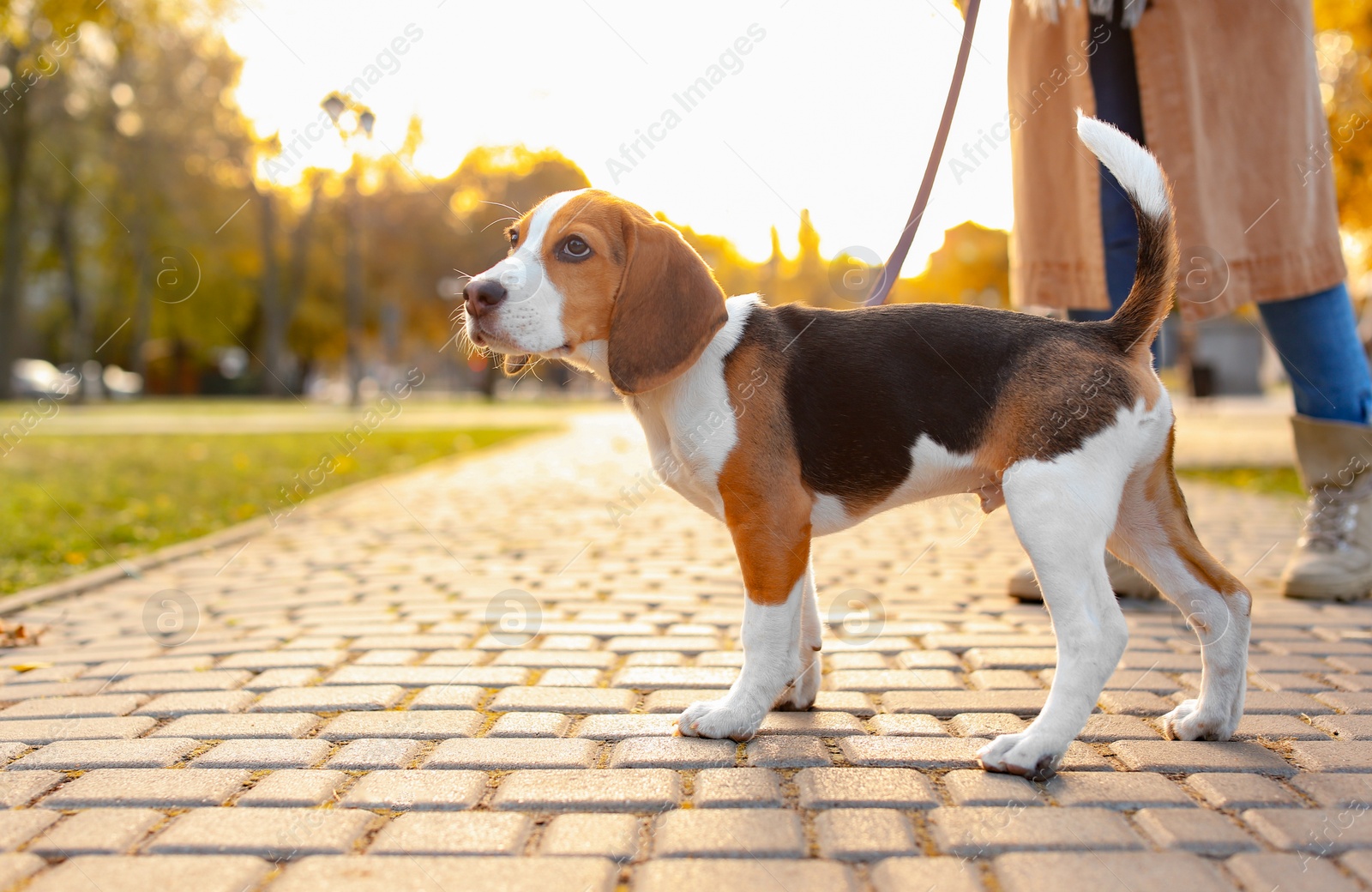 Photo of Woman walking her cute Beagle dog in park on autumn day