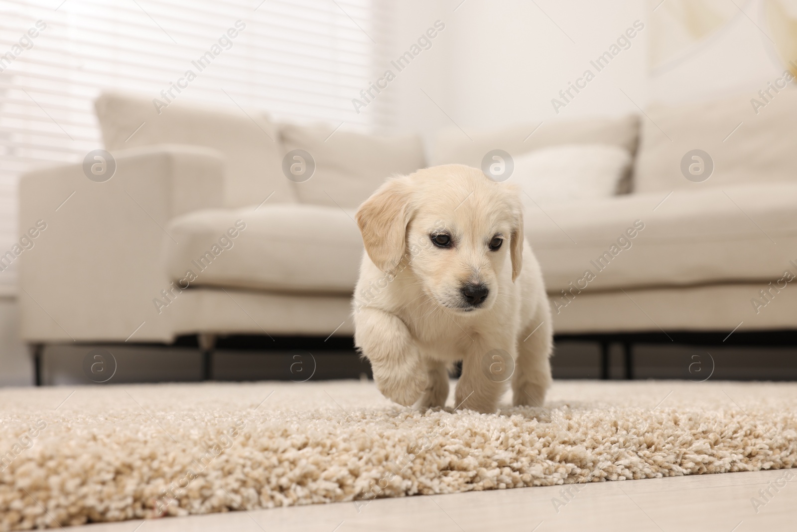 Photo of Cute little puppy on beige carpet at home