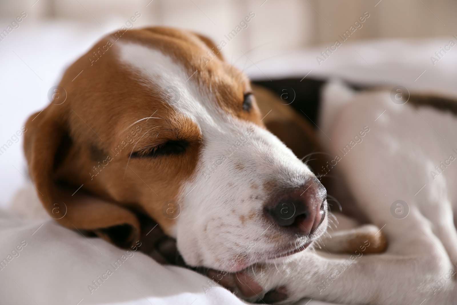 Photo of Cute Beagle puppy sleeping on bed, closeup. Adorable pet