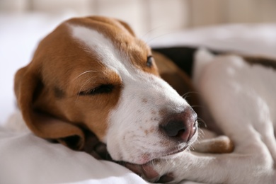 Cute Beagle puppy sleeping on bed, closeup. Adorable pet