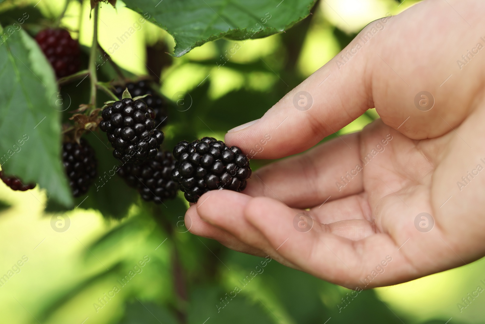 Photo of Woman picking ripe blackberries from bush outdoors, closeup