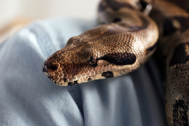 Photo of Woman with her boa constrictor, closeup view. Exotic pet