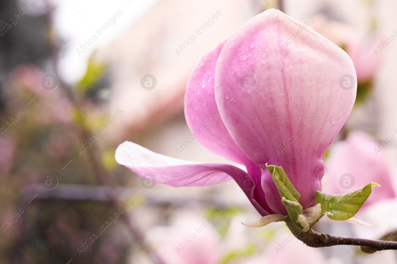 Photo of Beautiful magnolia tree with pink blossom outdoors, closeup. Spring season