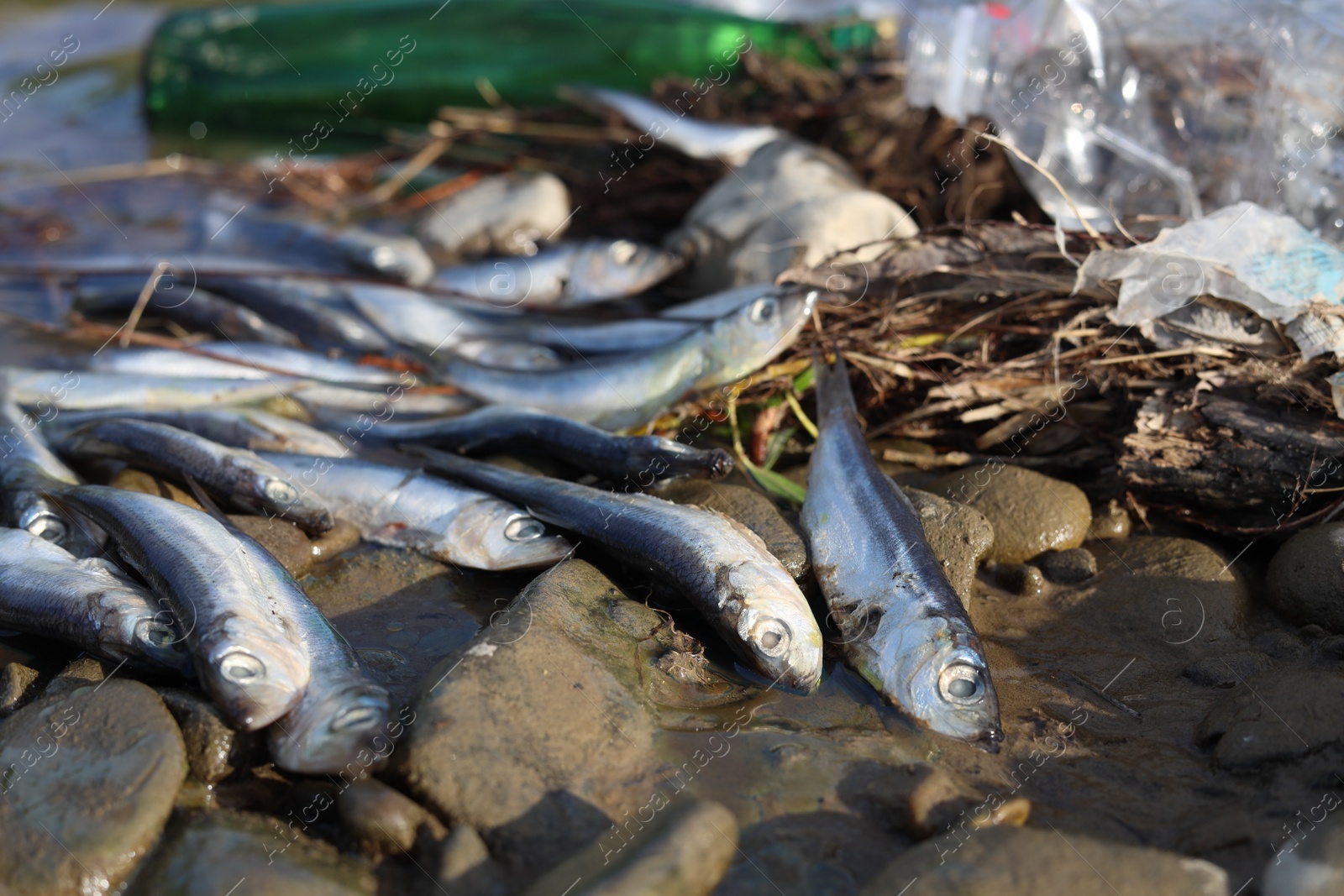 Photo of Dead fishes and trash near river. Environmental pollution concept