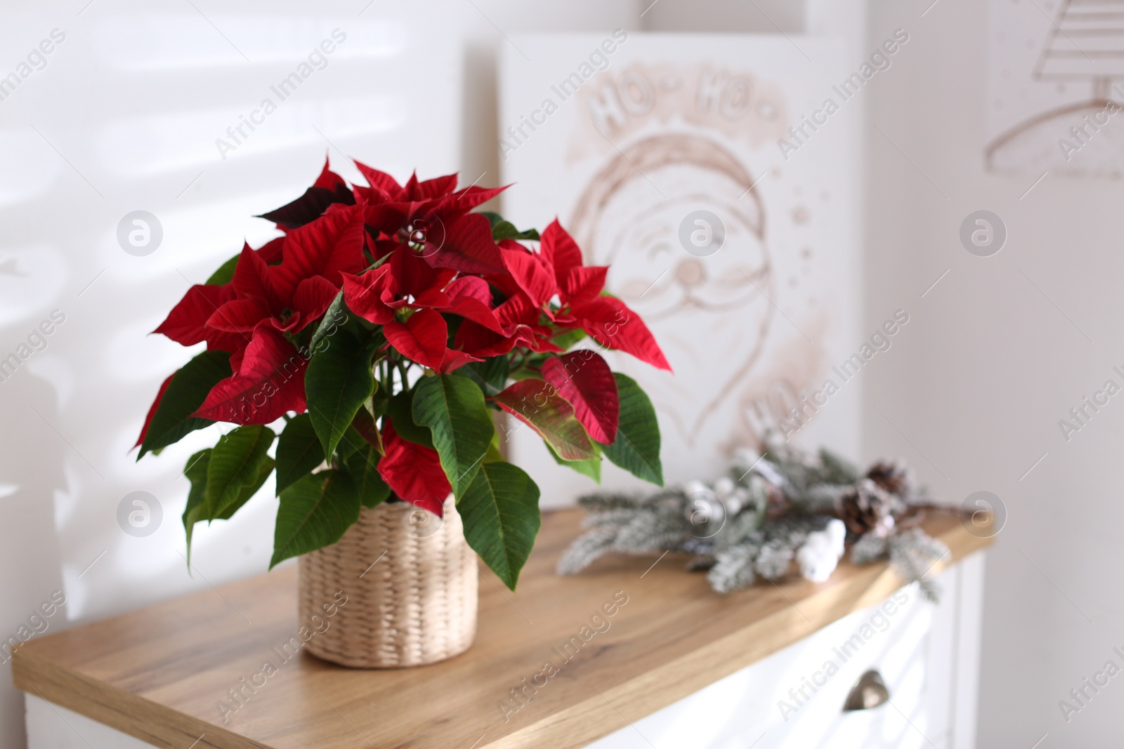 Photo of Beautiful poinsettia on chest of drawers indoors, space for text. Traditional Christmas flower