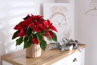 Photo of Beautiful poinsettia on chest of drawers indoors, space for text. Traditional Christmas flower