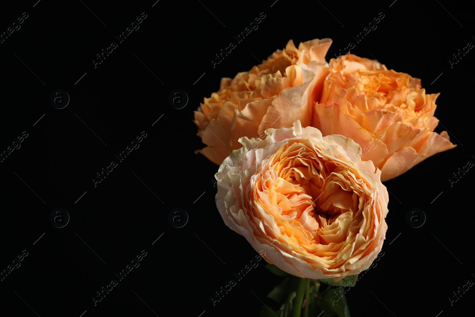 Photo of Beautiful fresh roses on dark background, space for text