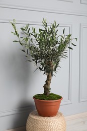Beautiful young potted olive tree on wicker pouf near light wall indoors. Interior element