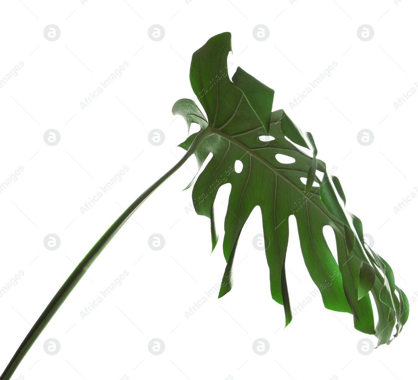 Photo of Green fresh monstera leaf isolated on white. Tropical plant