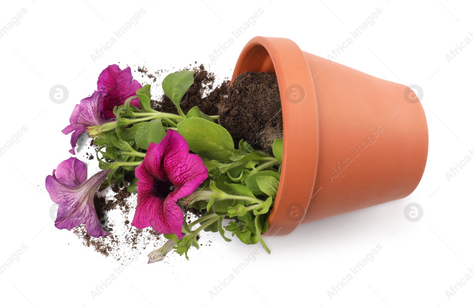 Photo of Overturned terracotta flower pot with soil and petunia plant on white background, top view