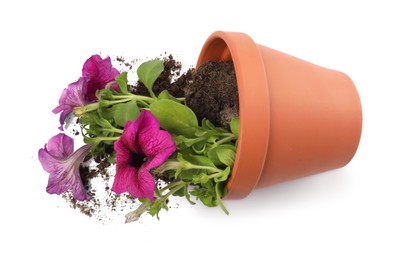 Overturned terracotta flower pot with soil and petunia plant on white background, top view