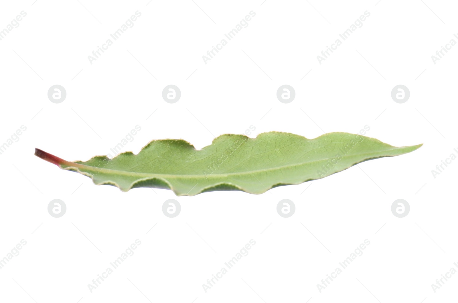 Photo of One fresh bay leaf isolated on white