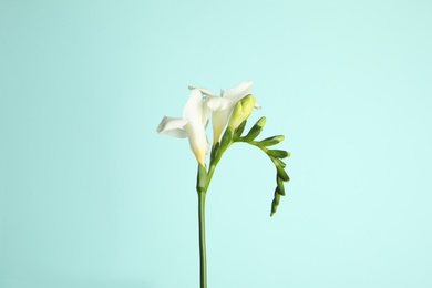 Photo of Beautiful freesia flowers on light blue background