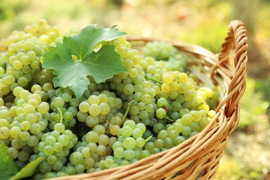 Photo of Wicker basket with fresh ripe grapes in vineyard, closeup