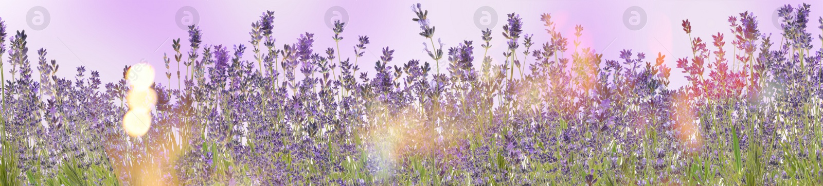 Image of Beautiful sunlit lavender flowers outdoors. Banner design 