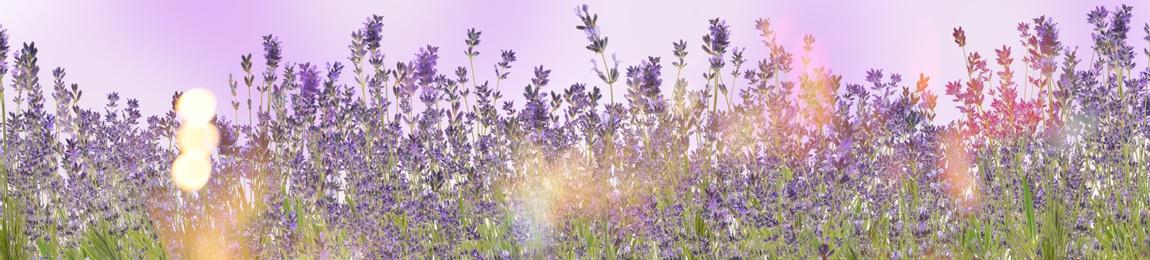 Image of Beautiful sunlit lavender flowers outdoors. Banner design 