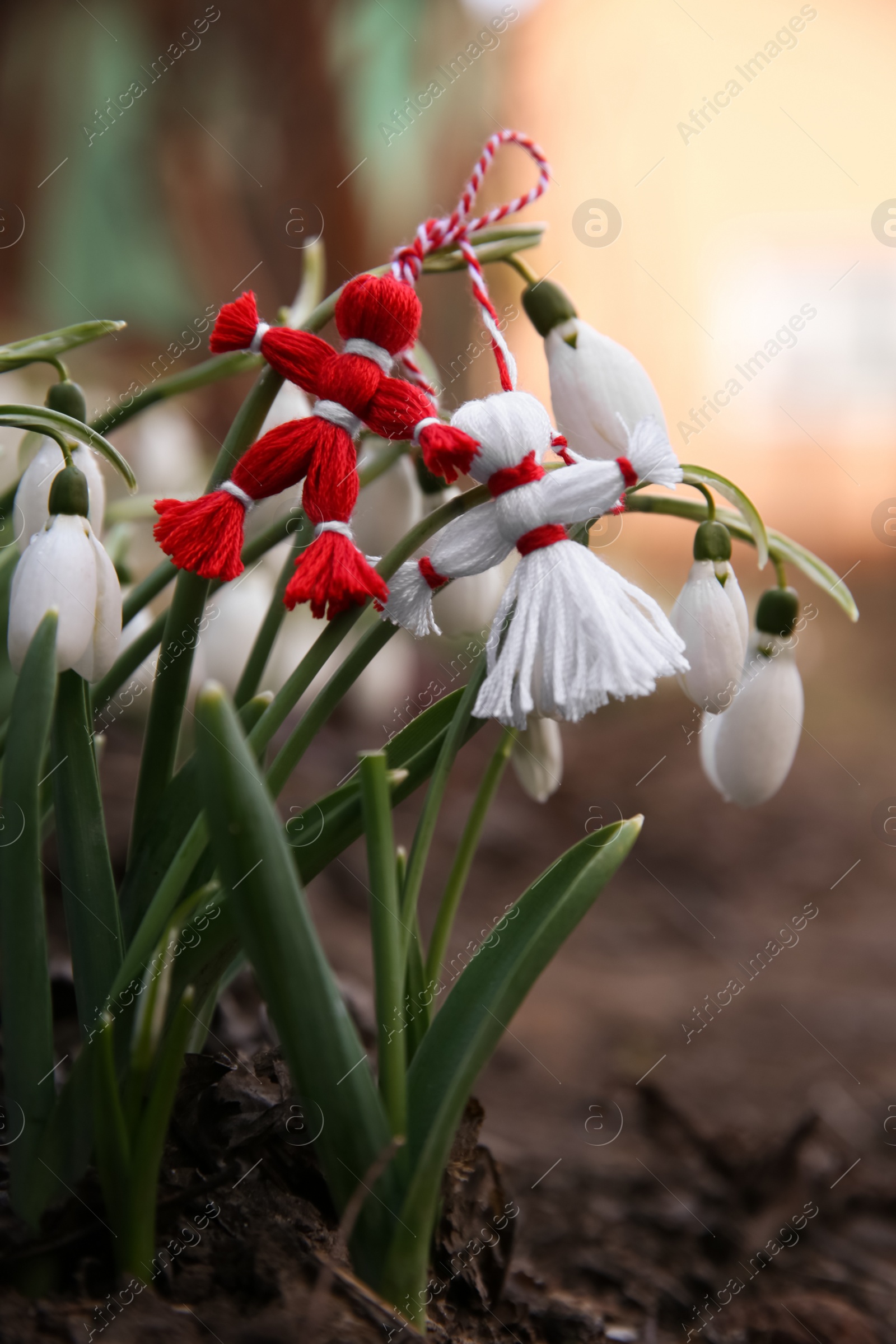 Photo of Fresh blooming snowdrops and traditional martisor outdoors. Spring flowers