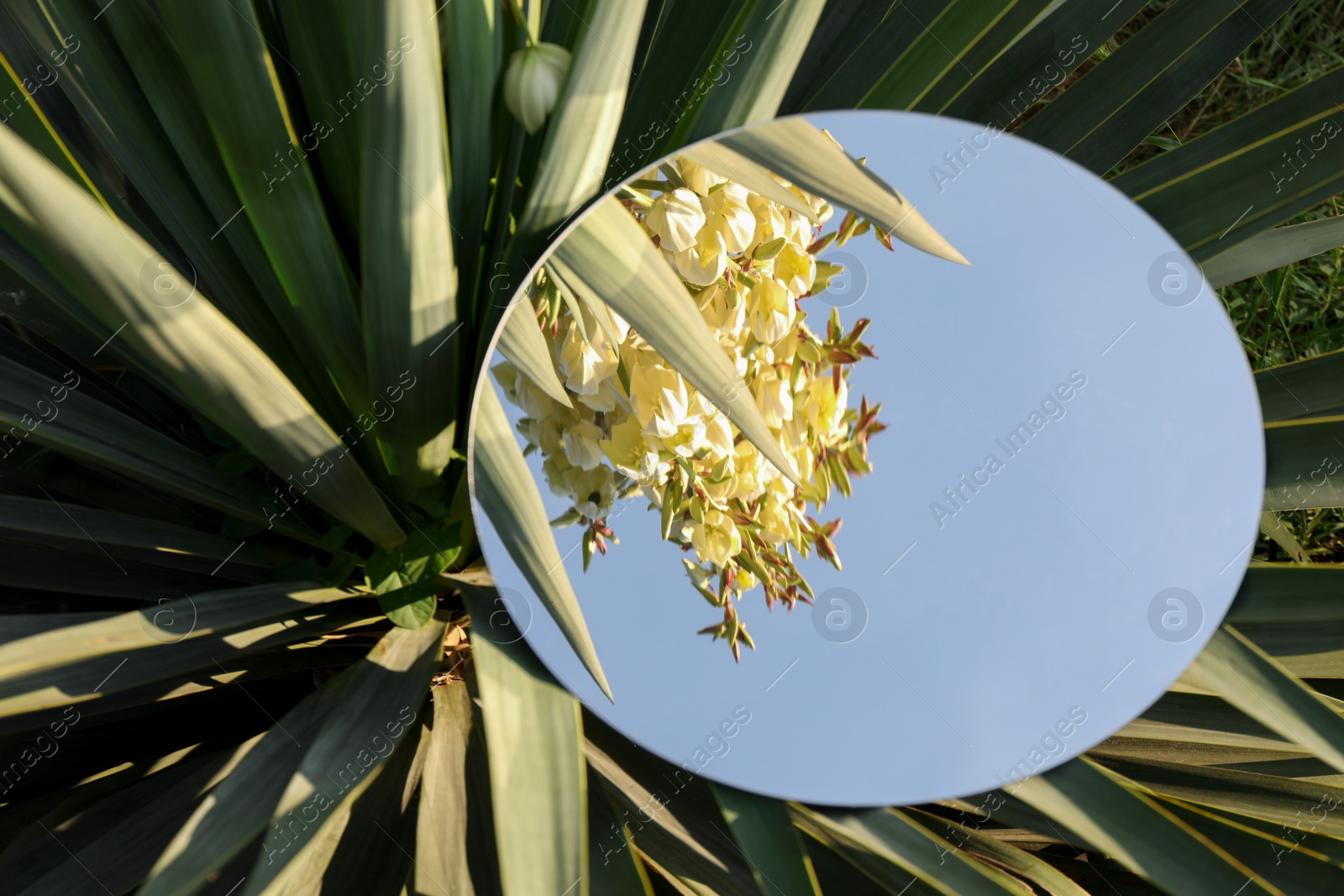 Photo of Round mirror on beautiful plant reflecting flowers and sky