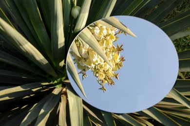 Photo of Round mirror on beautiful plant reflecting flowers and sky