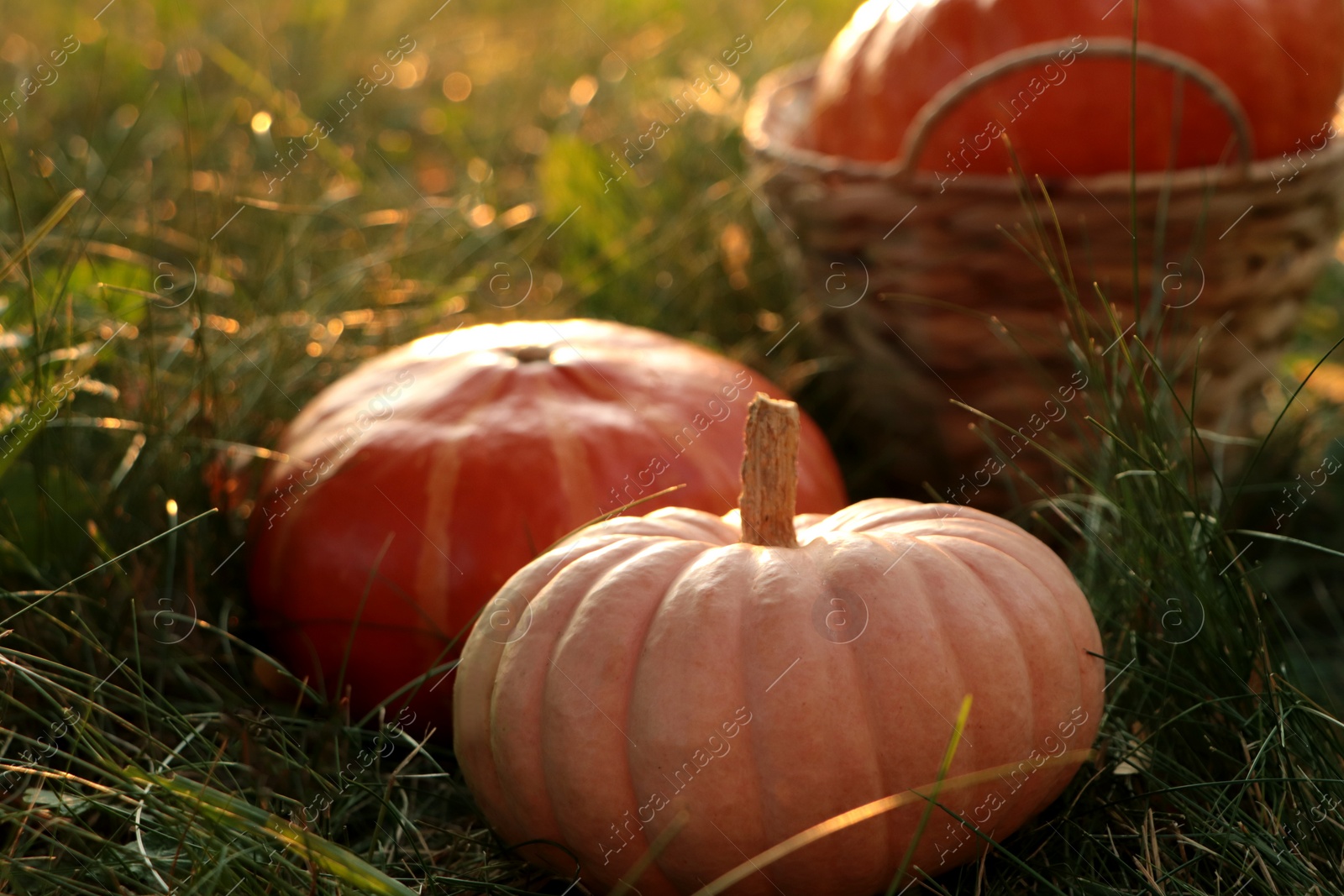 Photo of Whole ripe pumpkins among green grass on sunny day