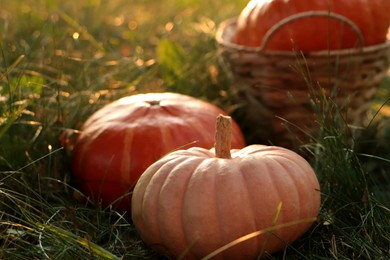 Whole ripe pumpkins among green grass on sunny day