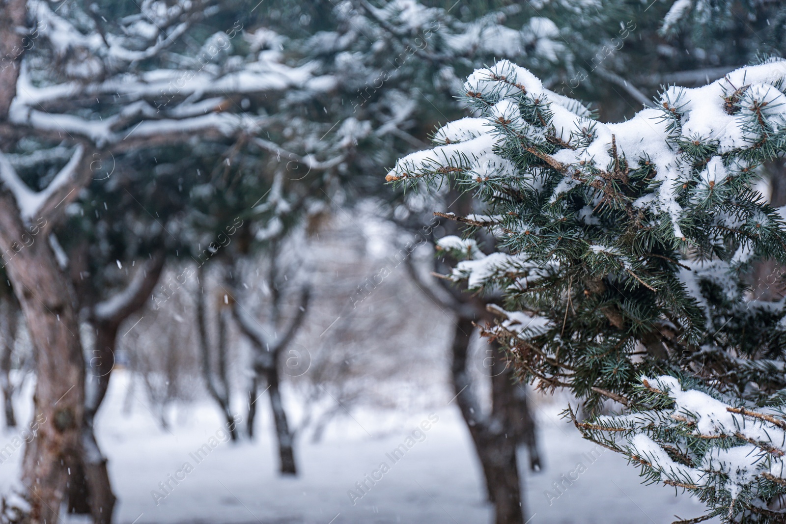 Photo of Coniferous branches covered with fresh snow, closeup