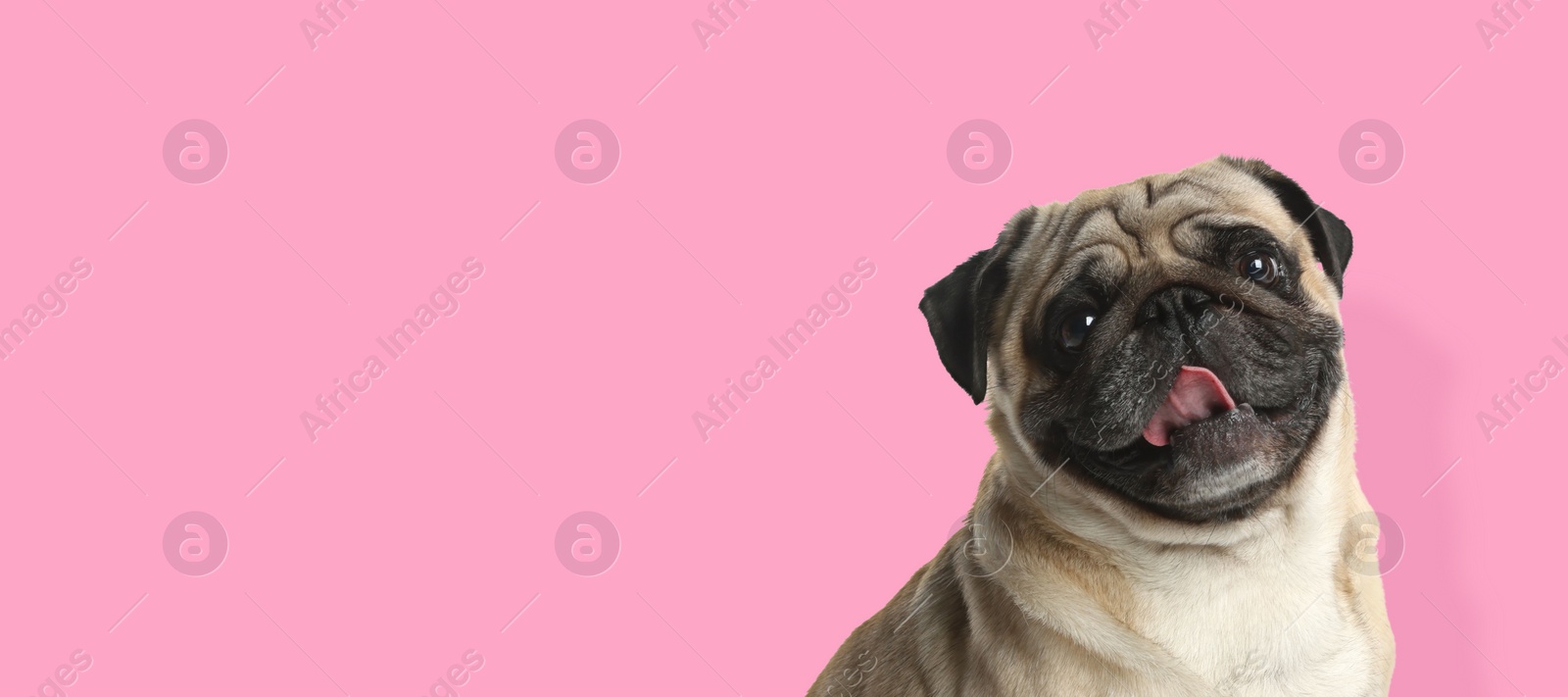 Image of Happy pet. Cute Pug dog smiling on pink background, space for text. Banner design