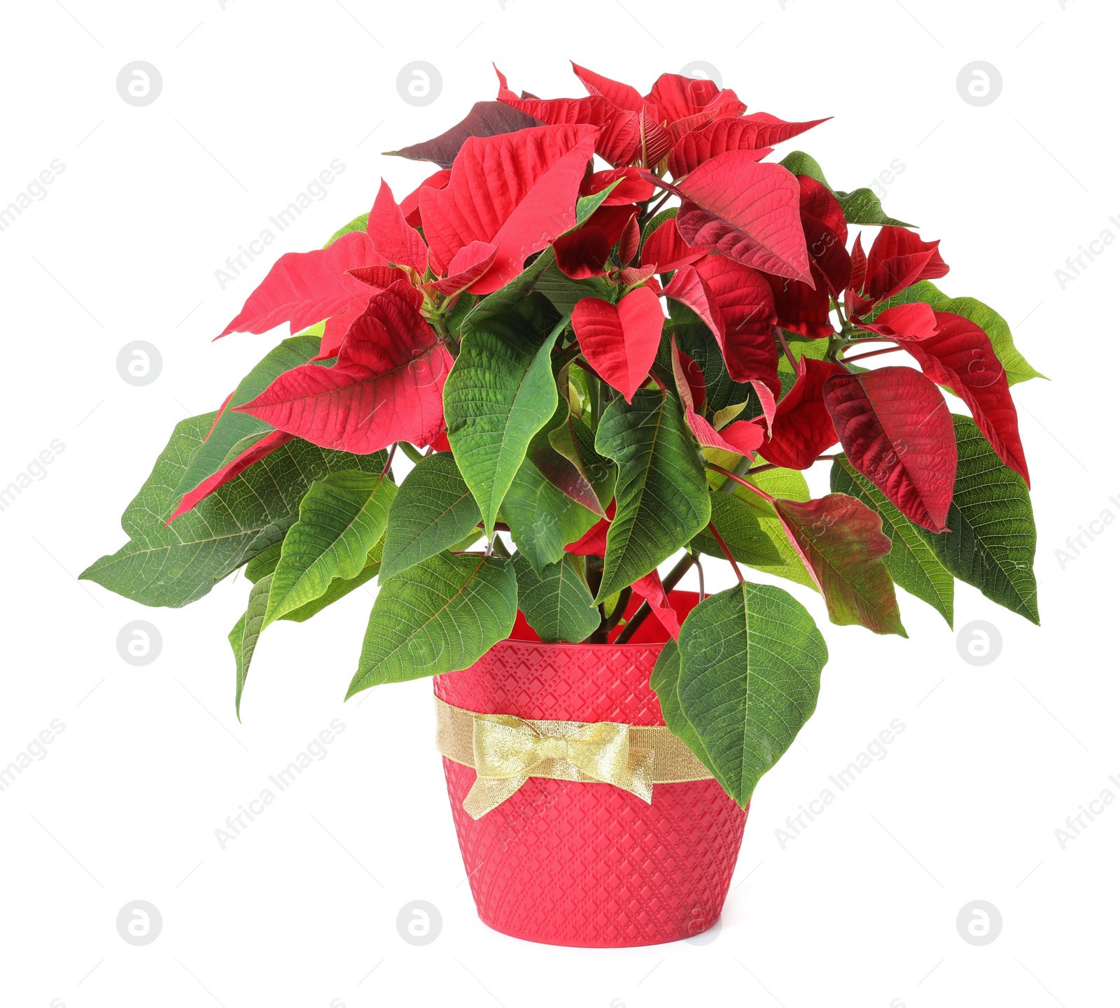 Photo of Red Poinsettia in pot isolated on white. Christmas traditional flower