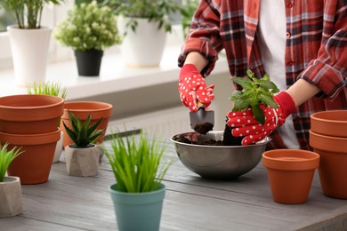 Photo of Transplanting. Woman with houseplant, trowel and empty flower pots at gray wooden table indoors, closeup