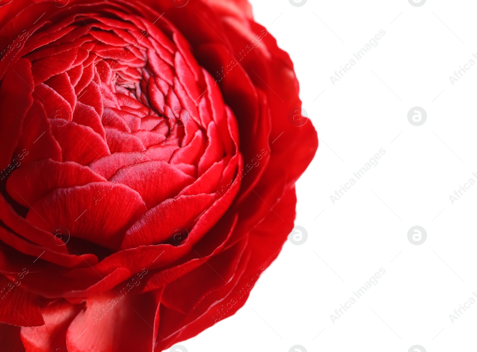 Photo of Beautiful fresh ranunculus flower on white background, closeup