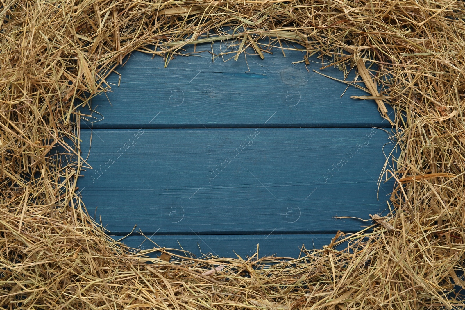 Photo of Frame of dried hay on blue wooden background, flat lay. Space for text