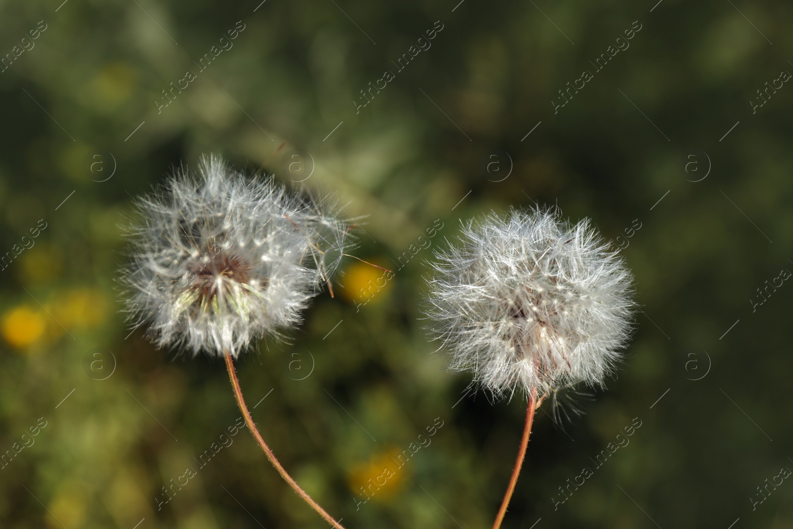 Photo of Closeup view of beautiful white fluffy dandelions outdoors