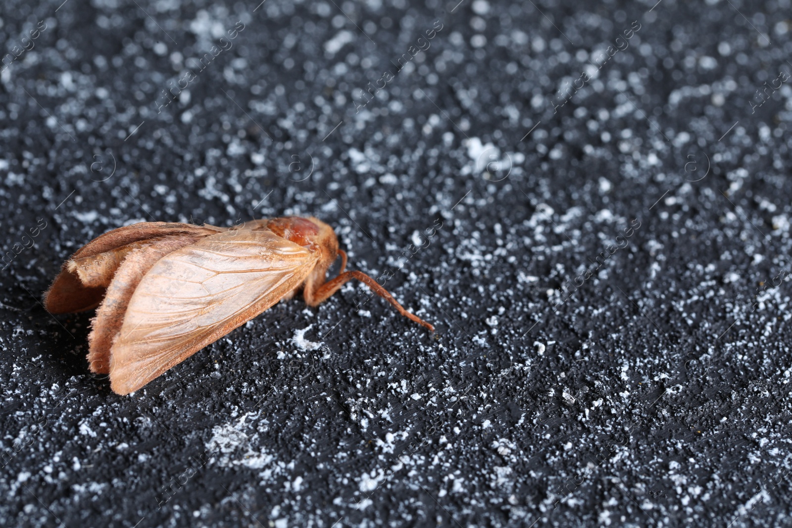Photo of Brown common clothing moth on black textured background, closeup. Space for text