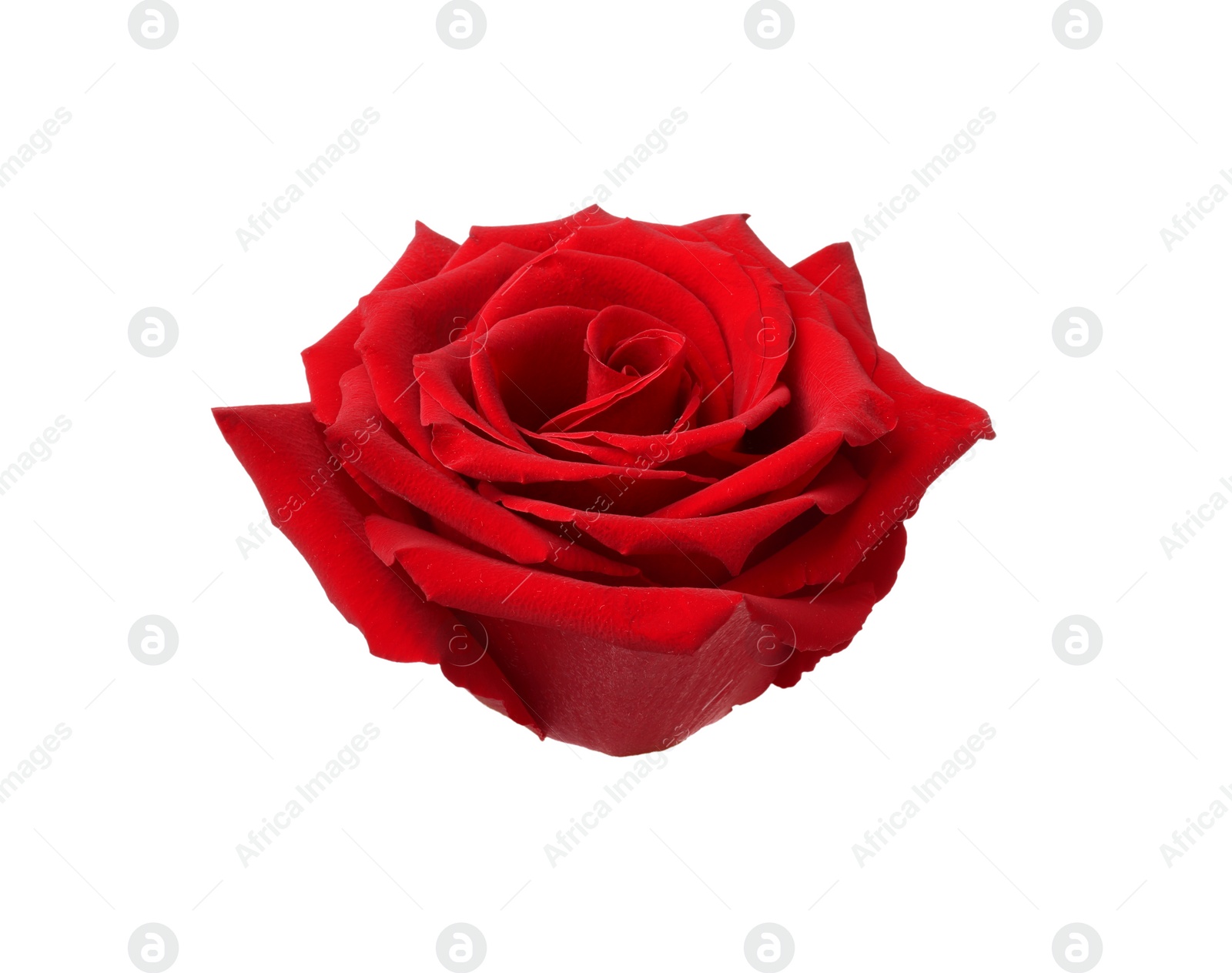 Photo of Beautiful fresh red rose isolated on white