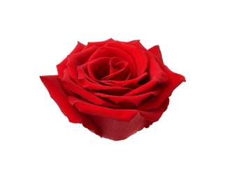 Photo of Beautiful fresh red rose isolated on white