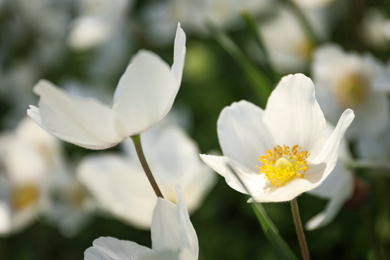 Photo of Beautiful blossoming Japanese anemone flowers outdoors on spring day