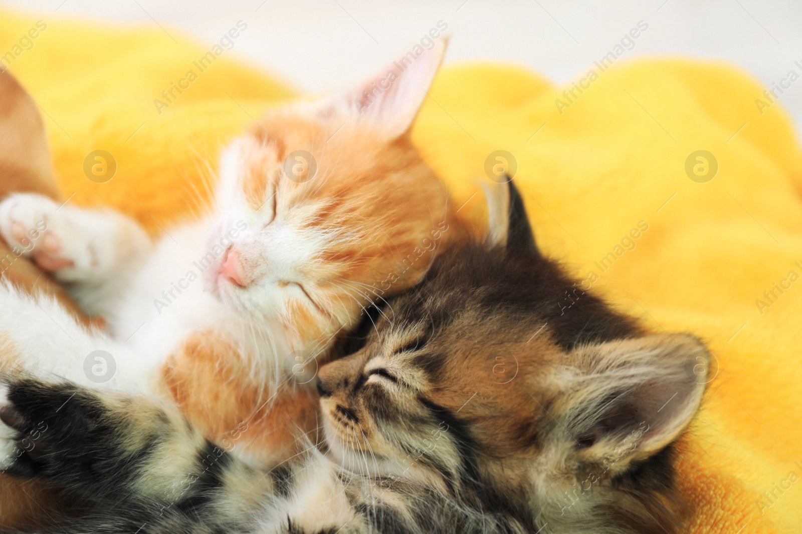 Photo of Cute little kittens on yellow blanket, above view