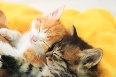 Cute little kittens on yellow blanket, above view