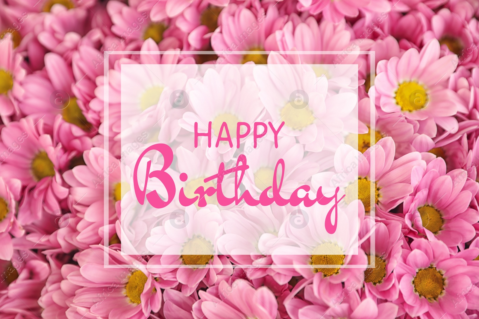 Image of Happy Birthday! Beautiful fresh chrysanthemum flowers as background, closeup