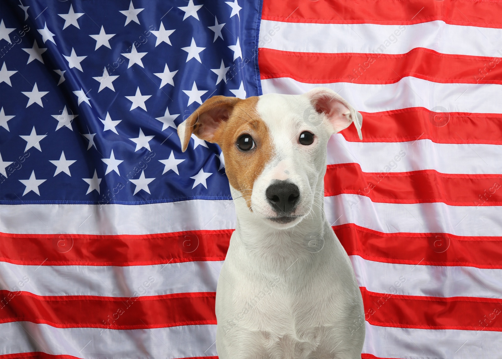 Image of Adorable dog against national flag of United States of America