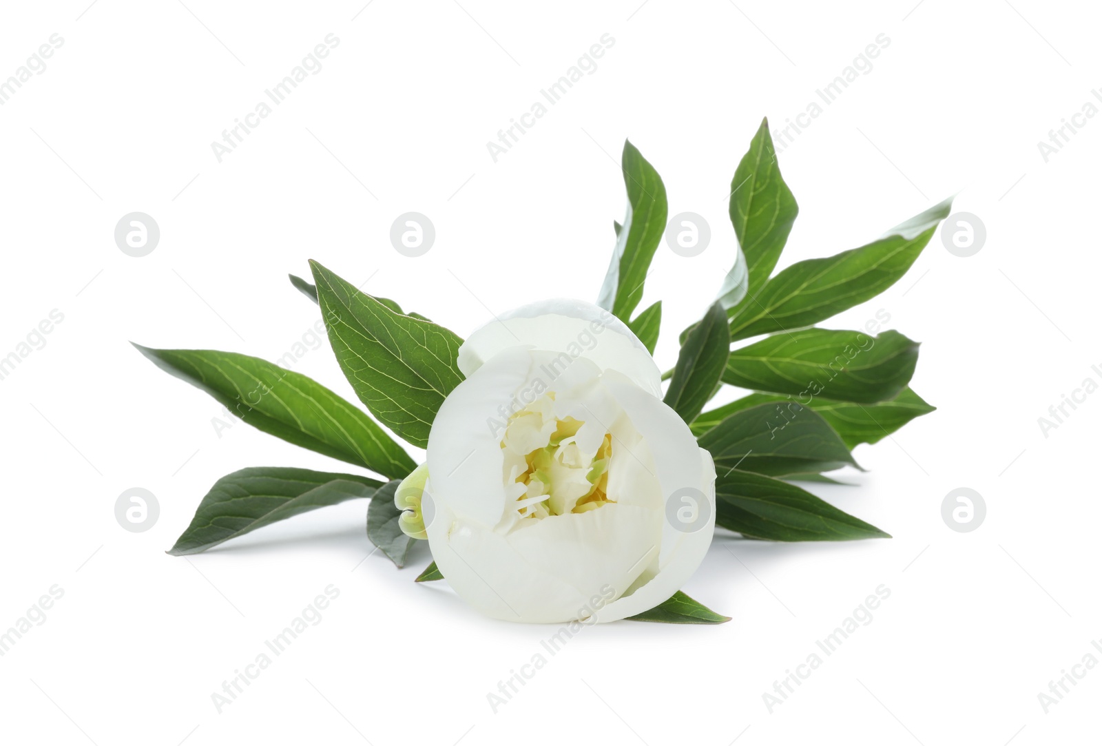 Photo of Beautiful blooming peony flower isolated on white