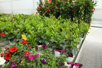 Photo of Beautiful potted dipladenia plants and petunias on table in garden center