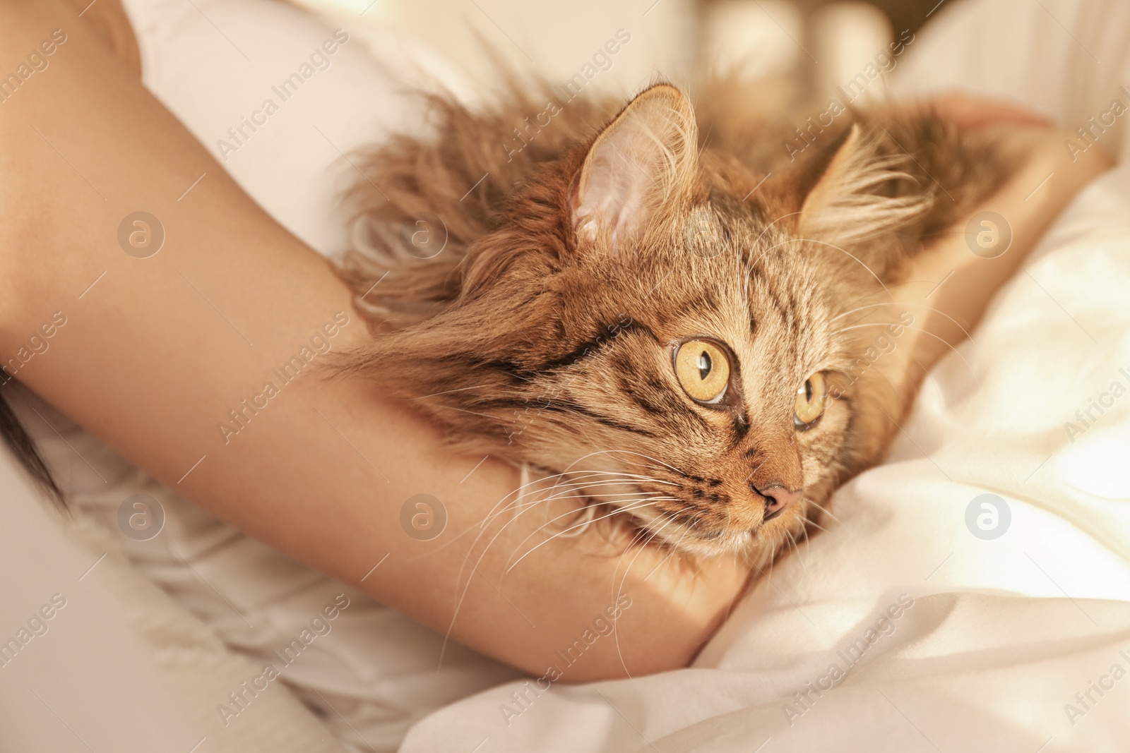 Photo of Woman with her cute cat on bed, closeup. Fluffy pet