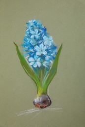 Photo of Pastel drawing of blue blooming hyacinth on light green background