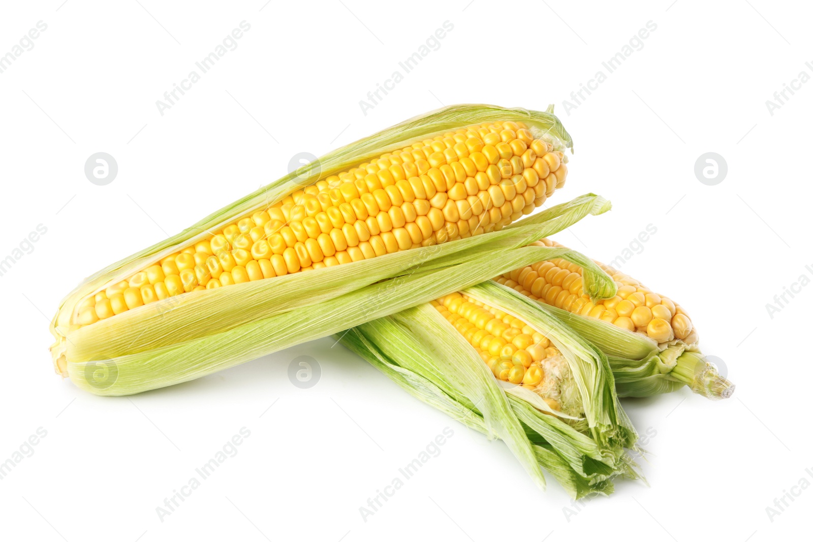 Photo of Ripe raw corn cobs with husk on white background