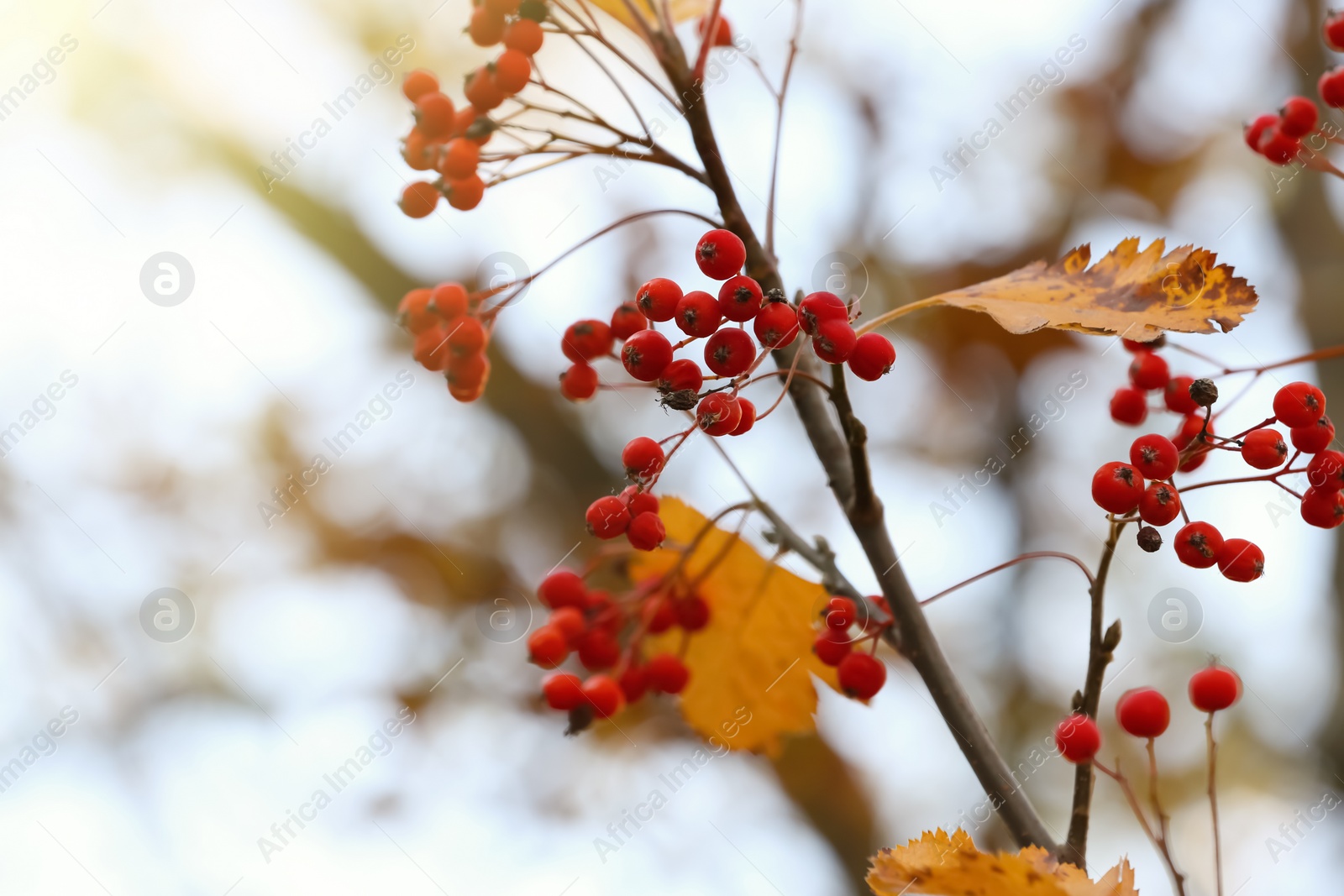 Photo of Rowan tree branch with red berries outdoors on sunny day, space for text