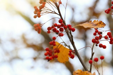 Photo of Rowan tree branch with red berries outdoors on sunny day, space for text