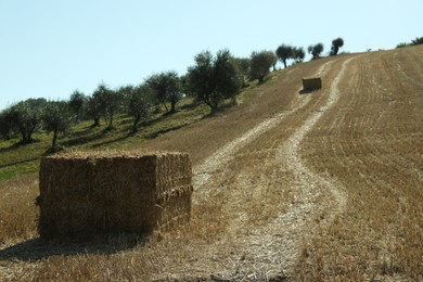 Hay bales outdoors on sunny day. Agricultural industry