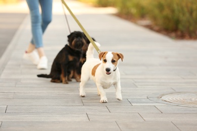 Woman walking Jack Russell Terrier and Brussels Griffon dogs in park